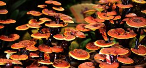 health-benefits-of-mushrooms2016